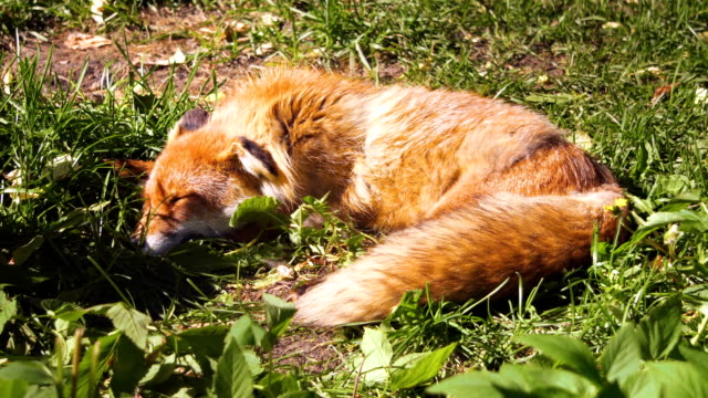Beautiful-furry-wild-red-fox-resting-and-sleeping-after-hunt-on-sunny-day-on-meadow-in-forrest