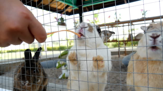 Süße-kleine-hungrig-Kaninchen-im-Käfig-frische-saftige-Karotten-essen.