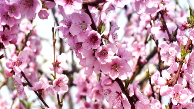 flor-de-primavera-árbol-flores-4k