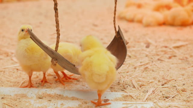 Small-chicks-play-and-relax-in-the-paddock