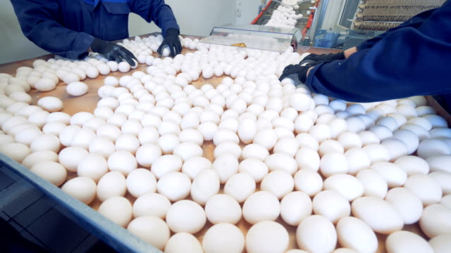 Huhn-Geflügel-Landarbeiter-Sortierung-Eiern-bei-Fabrik-Förderband.