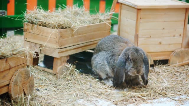 Easter-bunnies-play,-eat-and-rest-in-the-paddock.