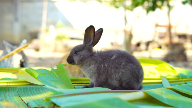 Kaninchen-Essen-Blätter-im-Garten