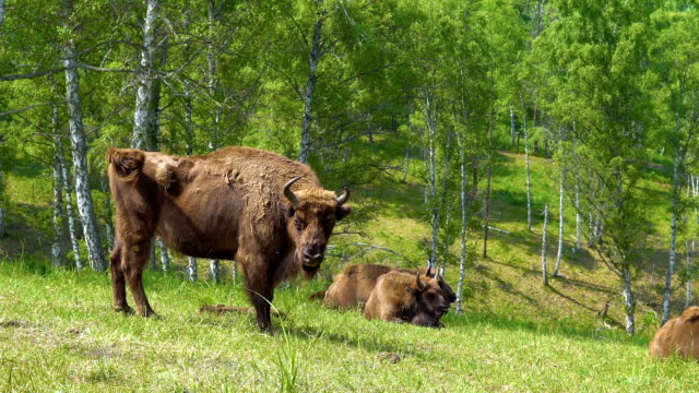 Bisonte-europeo-(bisonte-bonasus).