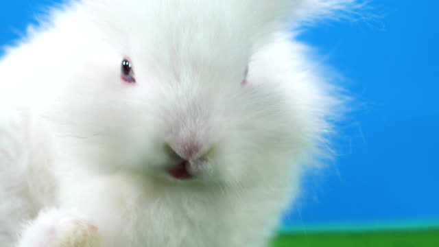 Cute-bunny-on-blue-back-ground-itches-its-side-with-green-screen