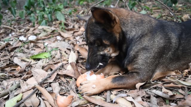 Dark-brown-dog-is-chewing-eggshell