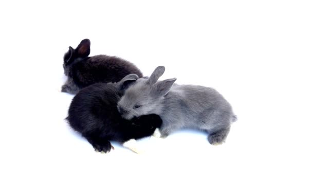 Lovely-20-days-rabbit-over-white-background