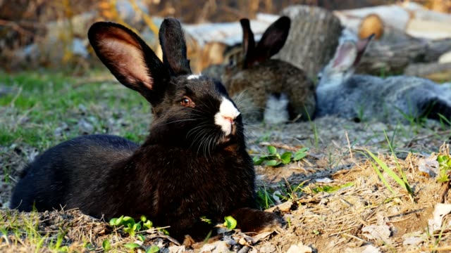 Schwarzes-Kaninchen-liegt-auf-dem-Gras-im-Wald-und-schaut-in-die-Kamera