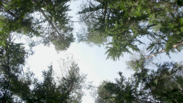 Top-der-Bäume-im-grünen-Wald-am-Sommertag