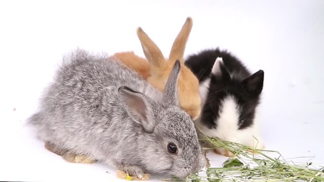 Osterhase,-niedliche-Hasen,-Kaninchen-auf-weißem-Hintergrund