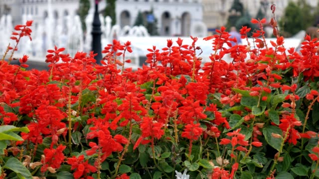 Fountain-and-flowers-on-colonnade-of-a-spa-town-with-people-walking-in-background.-Shallow-depth-of-field.-Ukraina-Kiev.