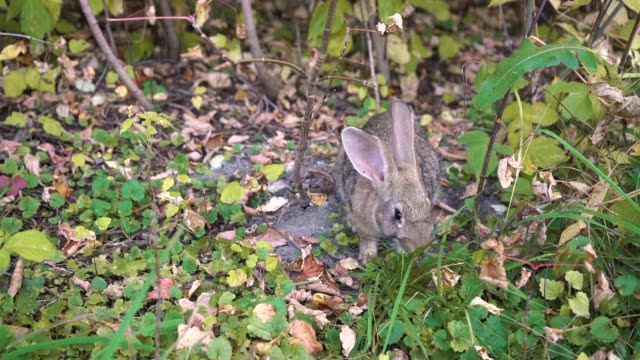 Conejo-salvaje-en-el-bosque-de-otoño
