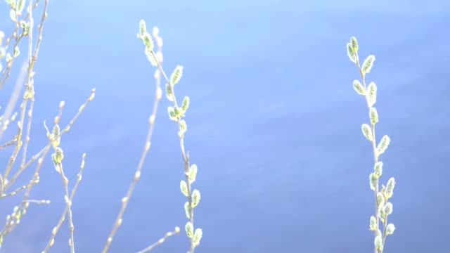 Willow-twig-blooming-with-buds-against-the-background-of-a-river,-close-up,-copy-space,-easter