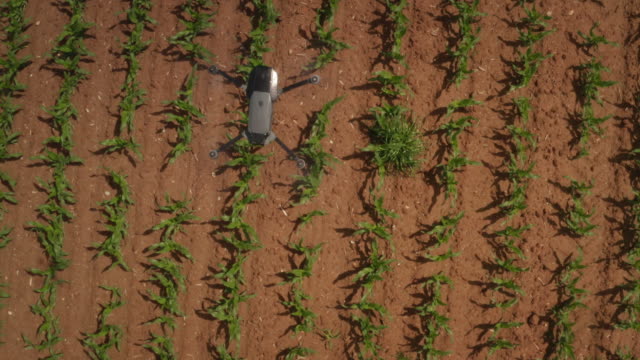 Luftaufnahme-von-futuristischer-innovativer-anonymer-Agronomie-Drohne-mit-Augmented-Reality-Hologrammen-überprüft-die-Sprossen-von-Maisfeldern-an-einem-sonnigen-Tag