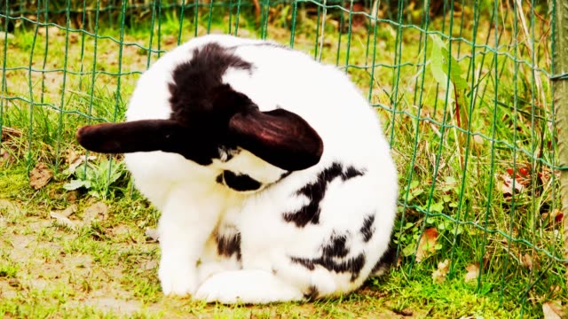 A-black-and-white-rabbit-cleans-its-coat.