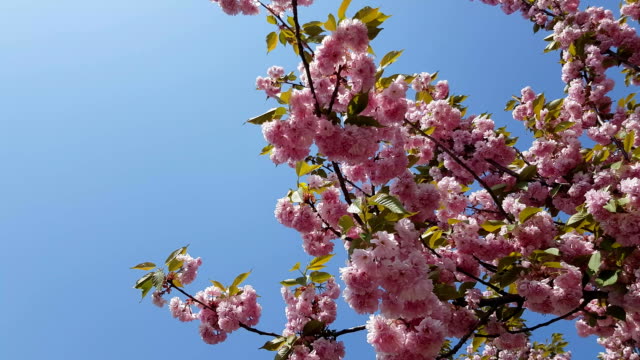 Kirschblüte-gegen-den-Himmel