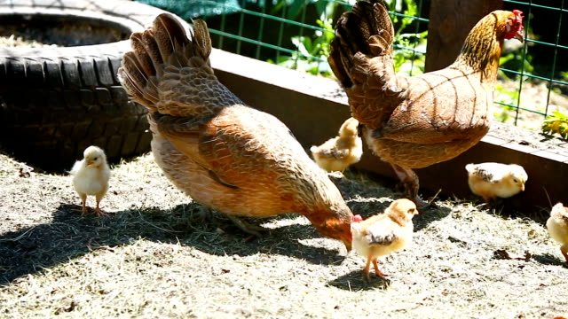 pollo-joven-caminando-con-sus-pollitos