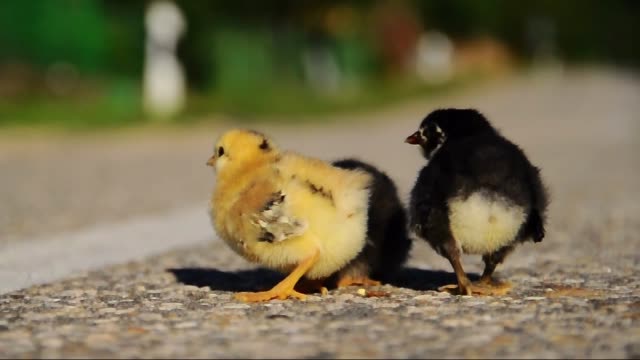 Kleine-Hühner-auf-der-Straße