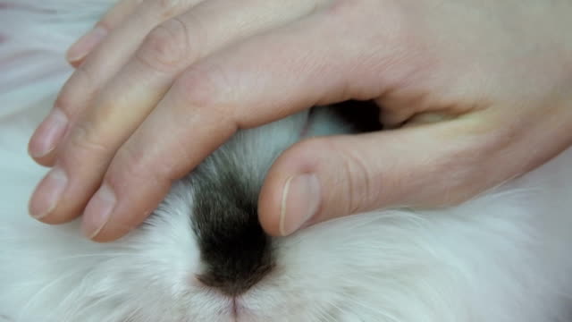 Conejo-blanco-esponjoso.