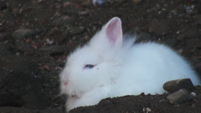 Süßen-Kaninchen-hautnah