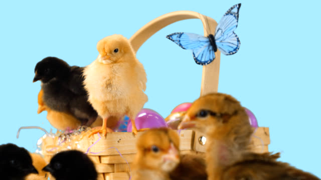 Baby-chicks-in-and-around-an-Easter-basket-with-green-screen-alpha