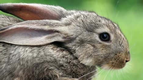 Kaninchen-Sie-schönes-Tier-der-wilden-Natur
