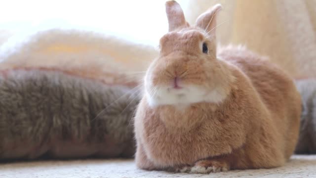 Funny-Bunny-Rufus-rabbit-moves-mouth-looking-cute-in-soft-lighting-natural-tones