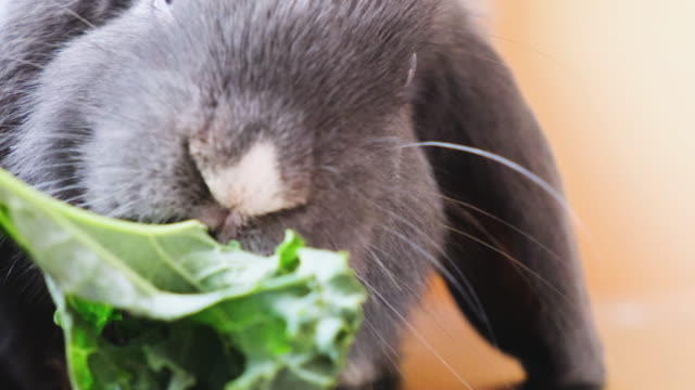 Belier-Holanda-Lop-conejo-comiendo-verduras