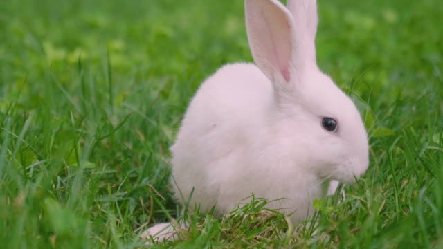 Ein-Kaninchen,-das-grünes-Gras-in-der-Wiese-isst-und-sich-um-die-Natur-umschaut,-die-es-umgibt.