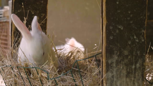 Un-conejo-comiendo-hierba-verde-en-el-Prado-y-mira-alrededor-de-la-naturaleza-que-lo-rodea.