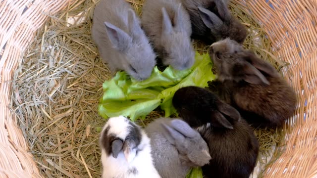 Conejo-comiendo-verdura-en-un-nido-de-heno