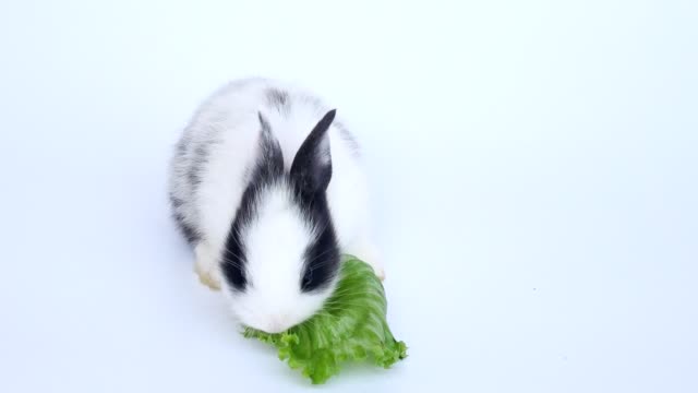 Lovely-twenty-days-rabbit-on-white-background