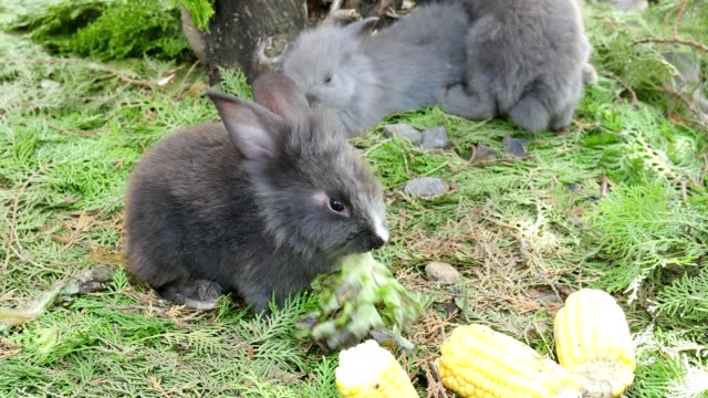 Los-conejos-jóvenes-comiendo-zanahoria-fresca-y-maíz