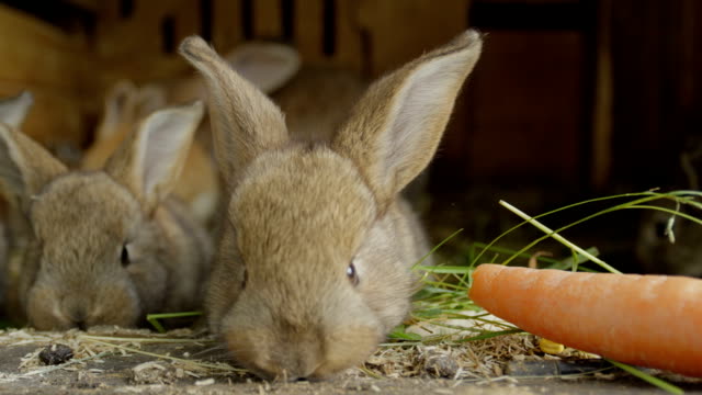CLOSE-UP:-Curious-fluffy-little-brown-bunnies-snooping-around,-smelling-food