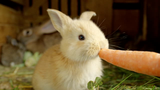 CLOSE-UP:-Conejito-hermoso-bebé-marrón-ligero-mullido-comer-zanahoria-fresca-grande