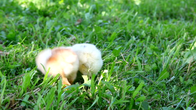 Two-chicks-walking-on-the-grass