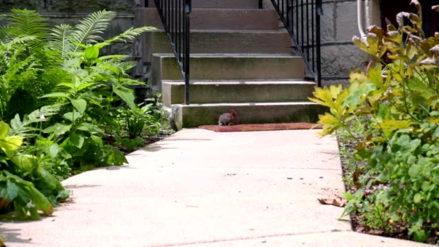 Farm-rabbit-at-summer-day.-Little-rabbit-near-the-stairs.-Domestic-rabbit