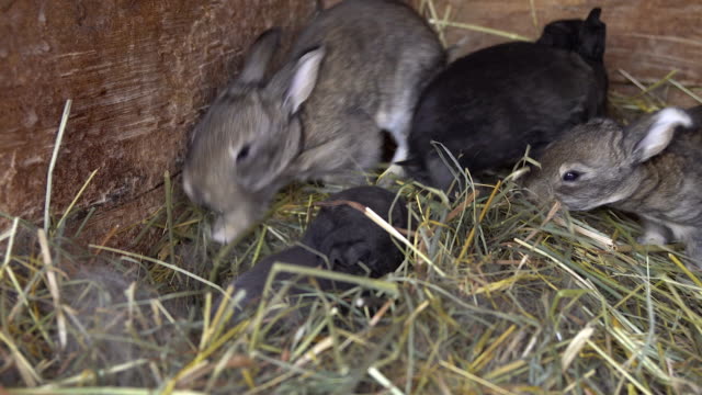 Neugeborene-Kaninchen-im-Nest.