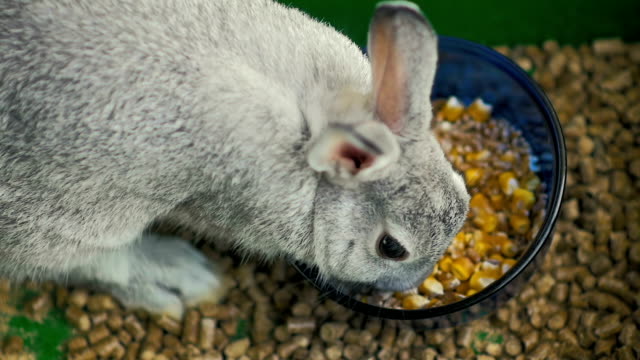 Slow-motion:-close-up-a-small-gray-rabbit-eats-corn-and-wheat-in-his-cage.