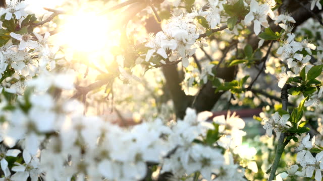Frühling-Baum-Blumen-Blüte-4k