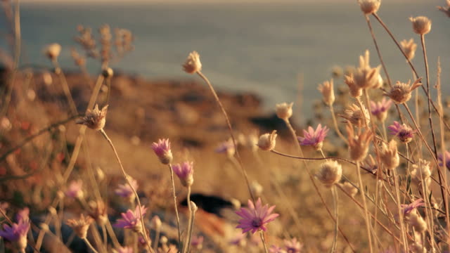 Hierba-seca-con-pequeñas-flores-en-movimiento-con-el-viento