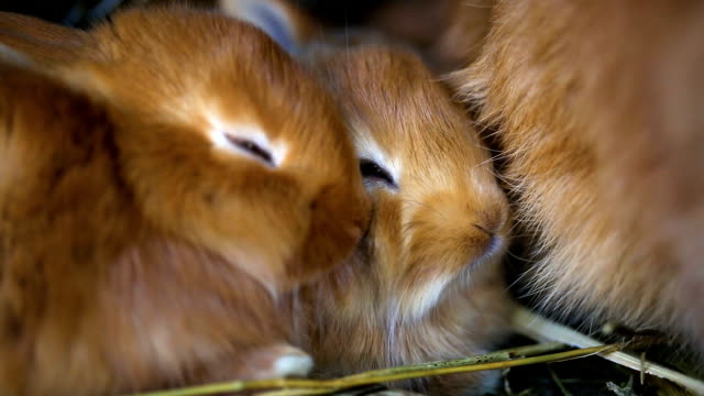 conejos-rojos-poco-en-la-jaula