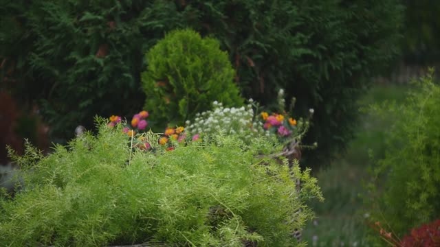 gepflegter-Rasen-mit-dekorativen-Büschen-auf-Hinterhof-des-Landhaus-im-Sommer