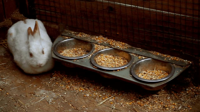 Rabbit.-Rabbit-eats-food