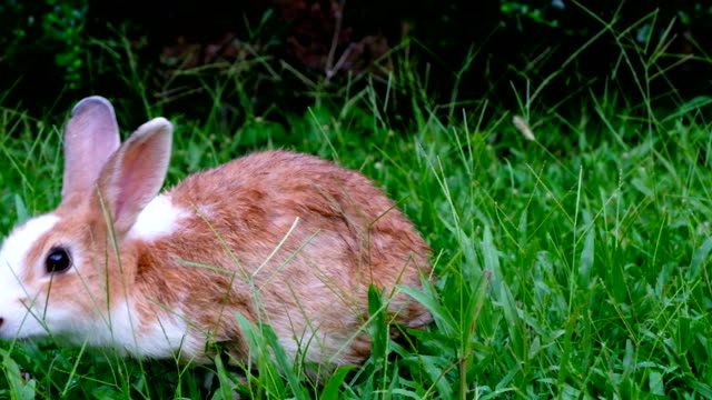 Cute-brown-rabbit-eating-grass-in-forest-Thailand,-UHD-4K-video