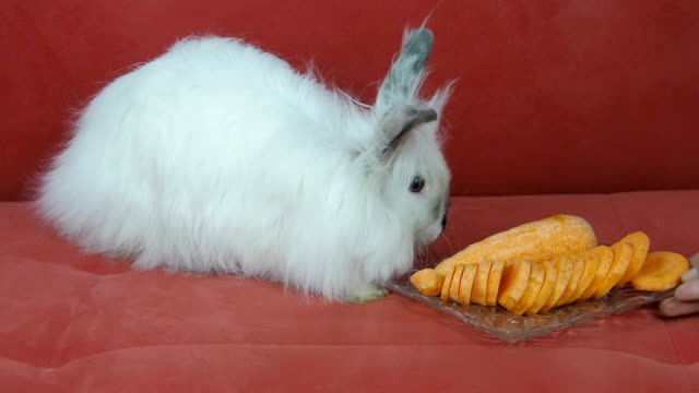 Conejo-con-zanahorias.