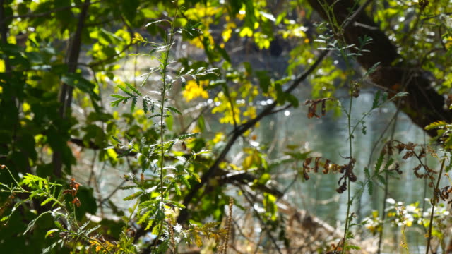 Blick-auf-das-Teichwasser-durch-Blätter-und-Zweige