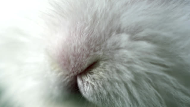 Cute-fluffy-bunny-sniffs-the-air.-Close-up-shot