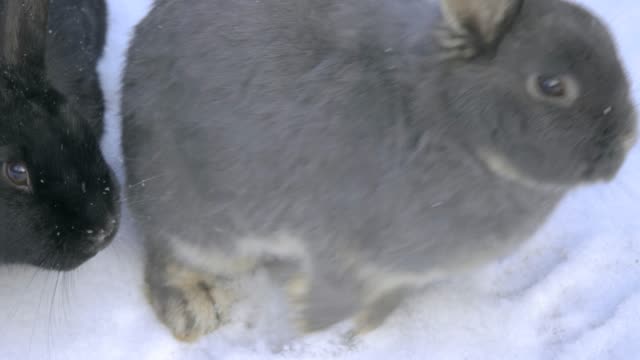 Zwei-Kaninchen-im-Schnee