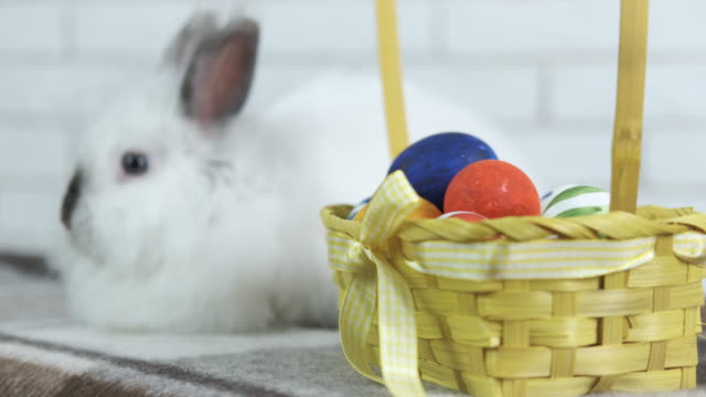 Conejo-de-Pascua.